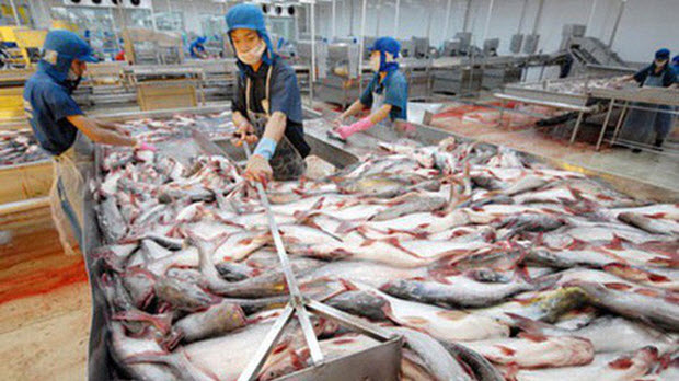  Kim ngạch xuất khẩu cá tra có thể đạt 1,8 tỷ USD trong 2017